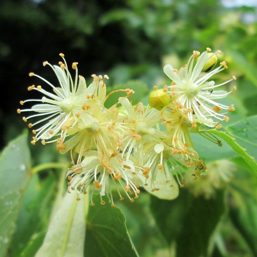 Winter-Linde - Tilia cordata (Flowering)
