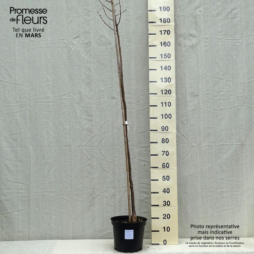 Example of Winter-Linde Greenspire - Tilia cordata Topf mit 7,5L/10L as you get in printemps