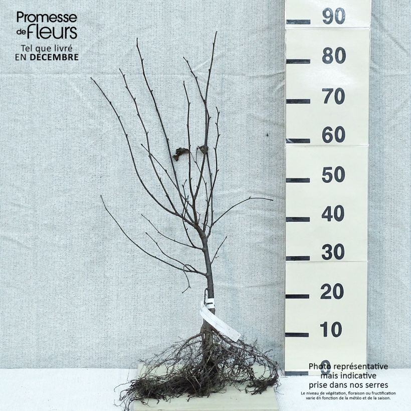 Example of Winter-Linde - Tilia cordata Wurzelnackt as you get in hiver