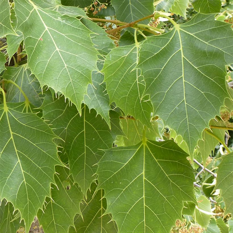 Henrys Linde - Tilia henryana (Foliage)