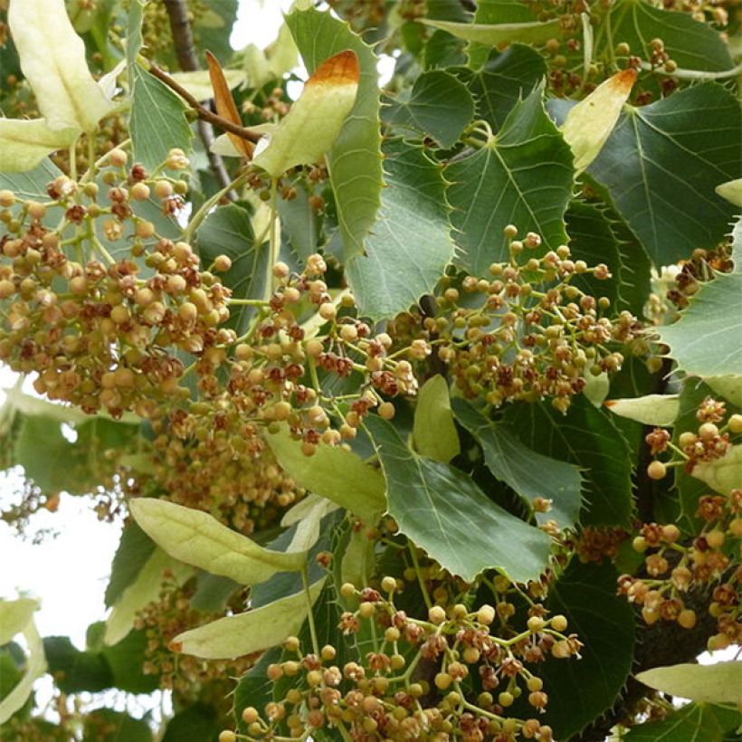 Henrys Linde - Tilia henryana (Flowering)