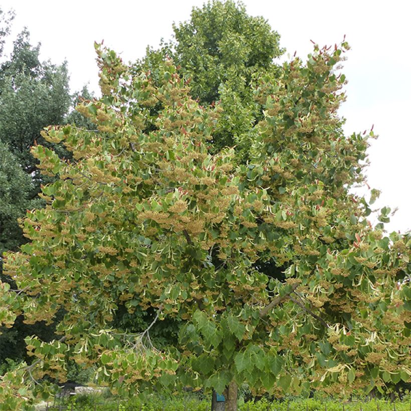 Henrys Linde - Tilia henryana (Plant habit)