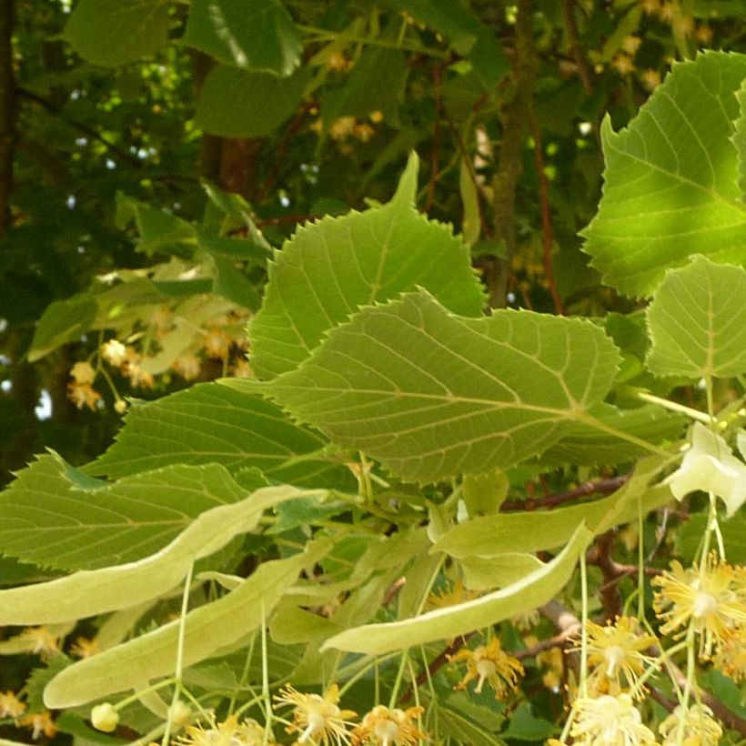 Sommer-Linde Rubra - Tilia platyphyllos (Foliage)