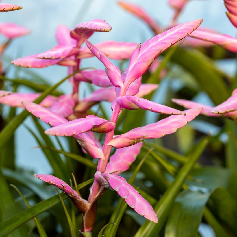 Tillandsia Andreas - Luftpflanze (Flowering)