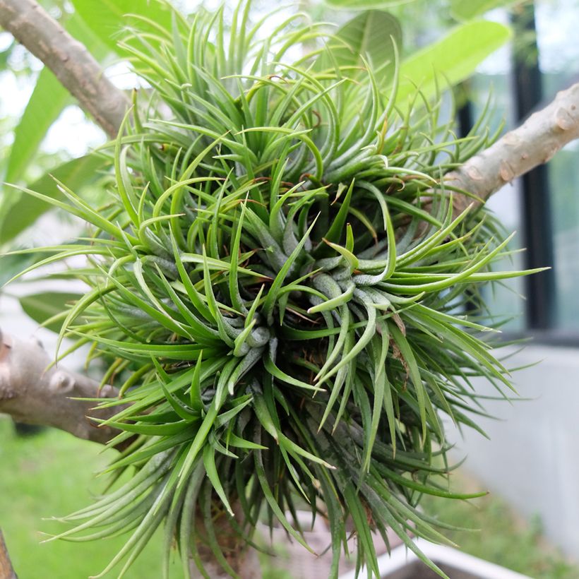 Tillandsia Mizuki - Luftpflanze (Plant habit)