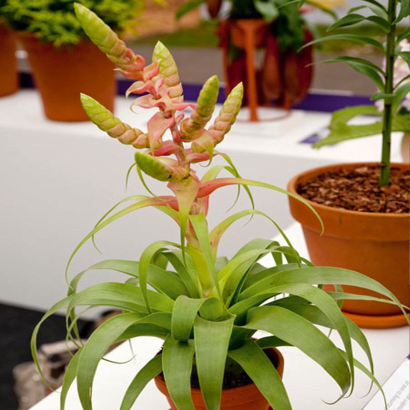 Tillandsia Samantha - Luftpflanze (Wuchs)