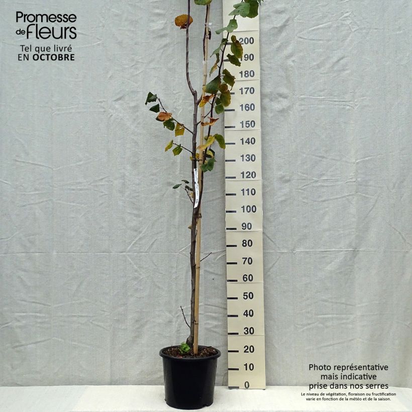 Exemplar von Sommer-Linde Rubra - Tilia platyphyllos Topf mit 12L/15L, Stämmchen wie im Herbst geliefert