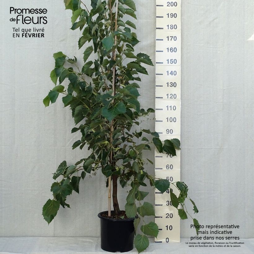 Exemplar von Henrys Linde - Tilia henryana Topf mit 7,5L/10L, Stämmchen wie im Herbst geliefert