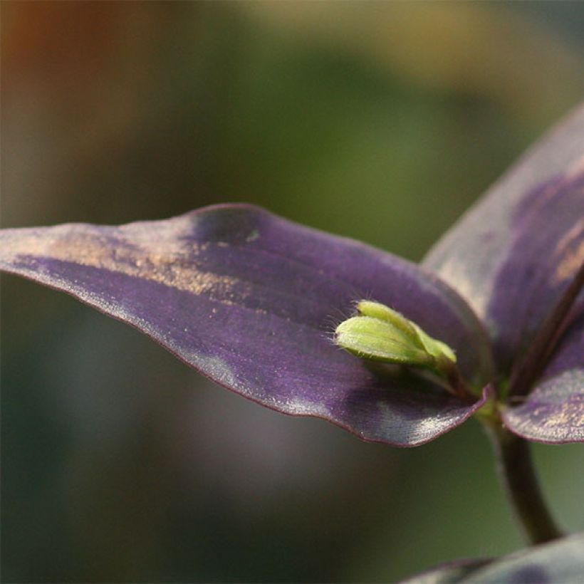 Tinantia pringlei (Laub)