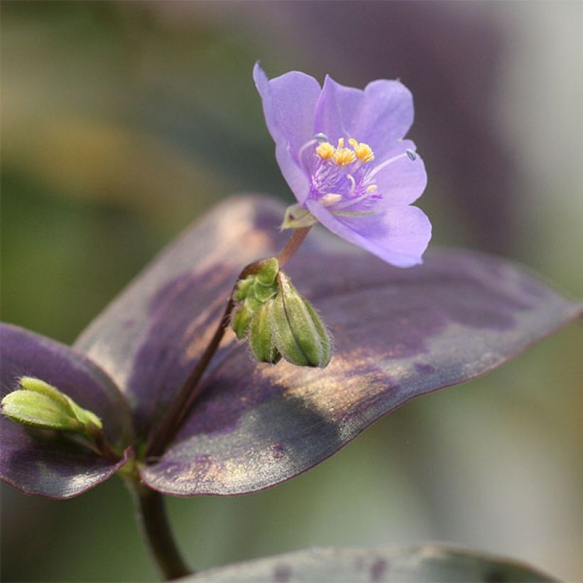 Tinantia pringlei (Blüte)