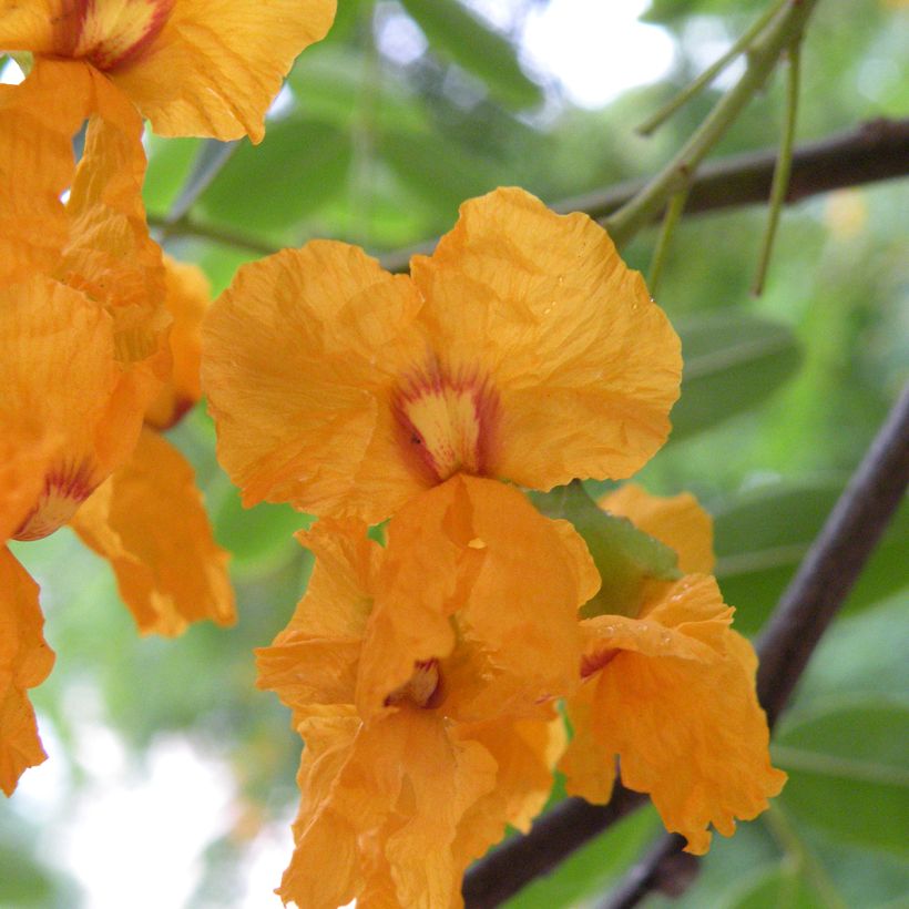 Tipuana tipu - Tipubaum (Blüte)