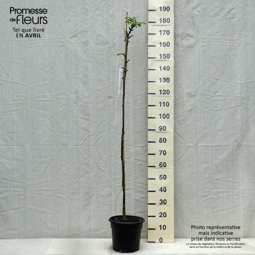 Exemplar von Tipuana tipu - Tipubaum Topf mit 7,5L/10L wie im Frühjahr geliefert