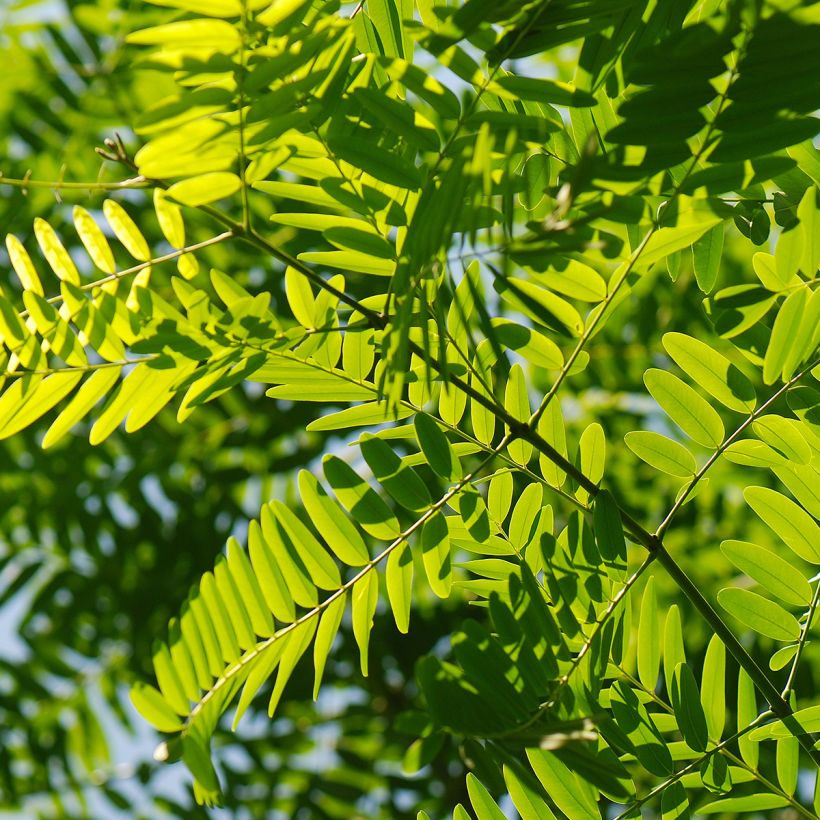 Tipuana tipu - Tipubaum (Laub)