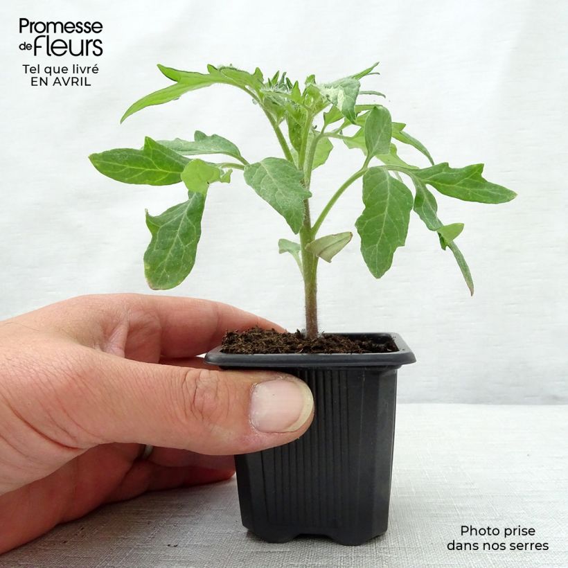 Example of Fleischtomate Ananas (Pflanzen) Kleine Töpfe von 7/8 cm as you get in printemps