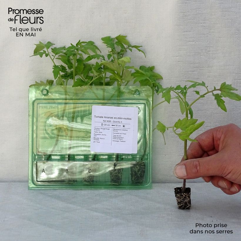 Example of Fleischtomate Ananas (Pflanzen) Mini-Plug Ø 3/4 cm as you get in printemps