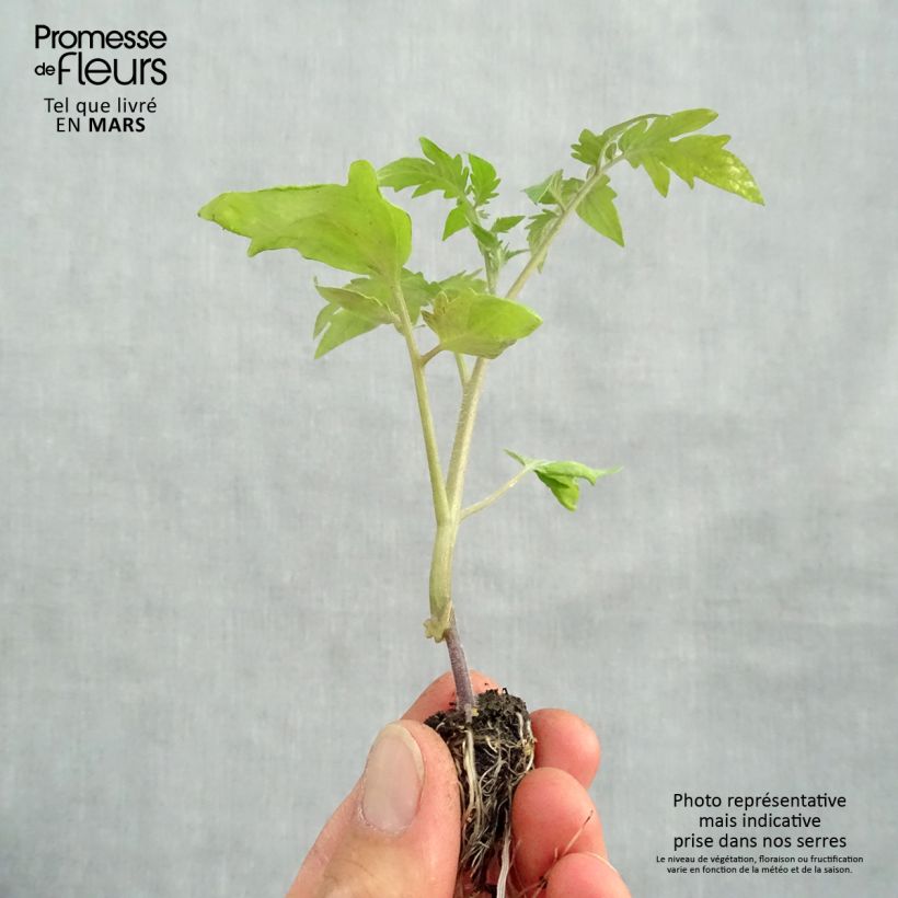 Example of Fleischtomate Ananas Bio (Veredelte Tomate) Mini-Plug Ø 1,5/2,5 cm as you get in printemps