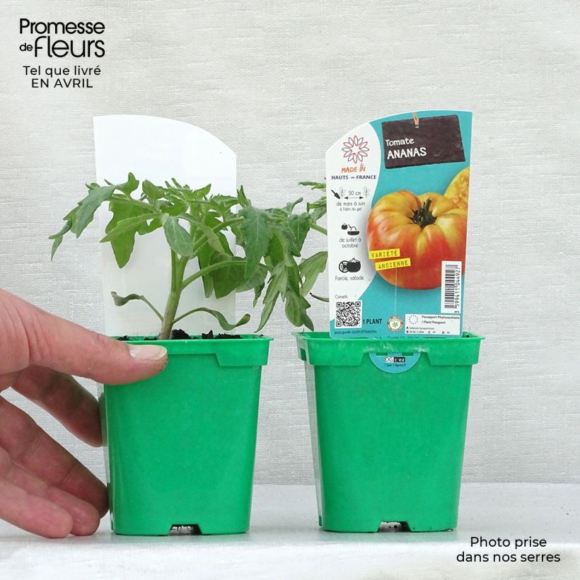 Example of Fleischtomate Ananas (Pflanzen) Topf 10 cm/11cm as you get in printemps