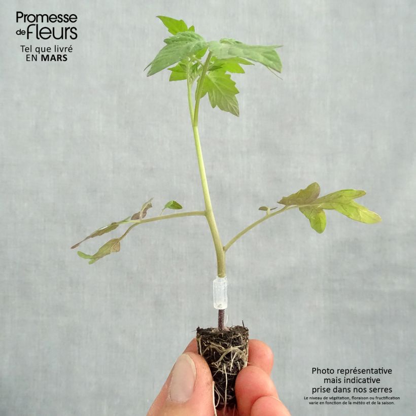 Example of Kirschtomate Apero F1 Bio (Veredelte Tomate) Mini-Plug Ø 1,5/2,5 cm as you get in printemps