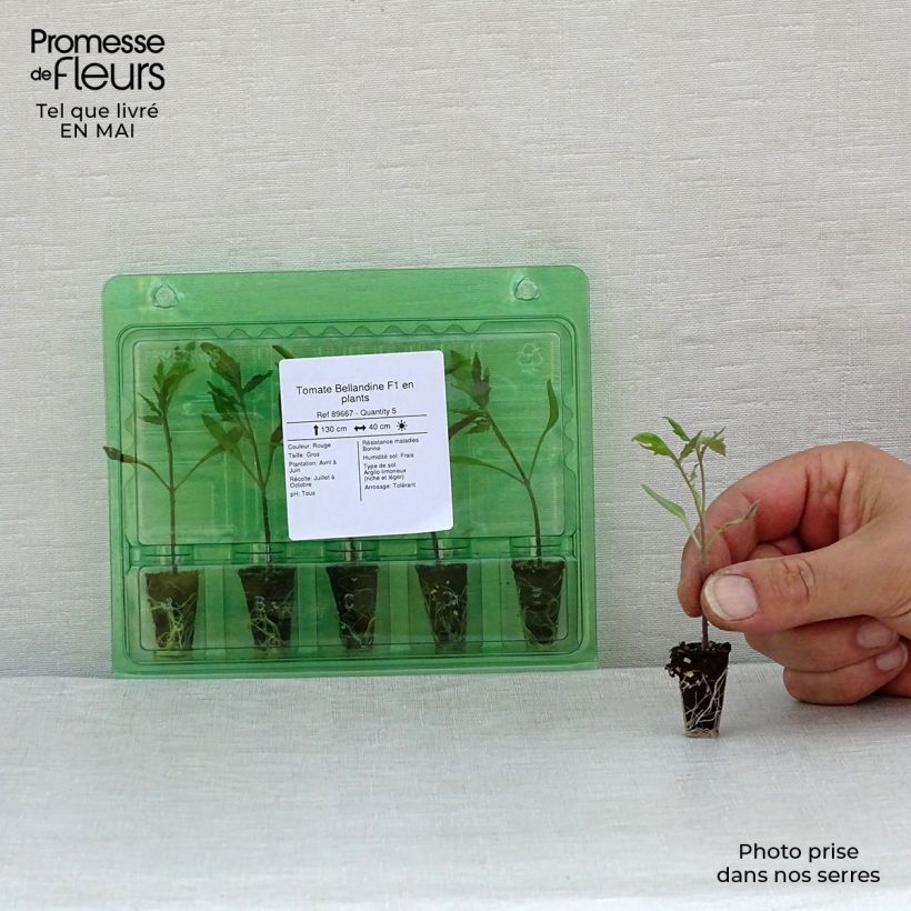 Example of Tomate Bellandine F1 Mini-Plug Ø 1,5/2,5 cm as you get in printemps