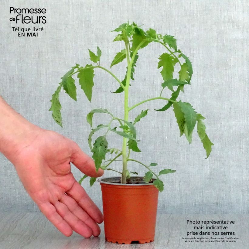Example of Tomate Bellandine F1 Topf 10 cm/11cm as you get in printemps