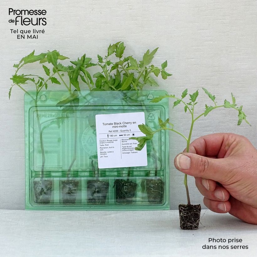 Exemplar von Kirschtomate Black Cherry (Pflanzen) Mini-Plug Ø 3/4 cm wie im Frühjahr geliefert