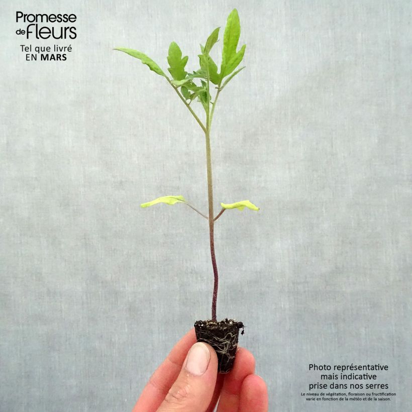 Example of Tomate Buffalo Steak F1 Mini-Plug Ø 3/4 cm as you get in printemps