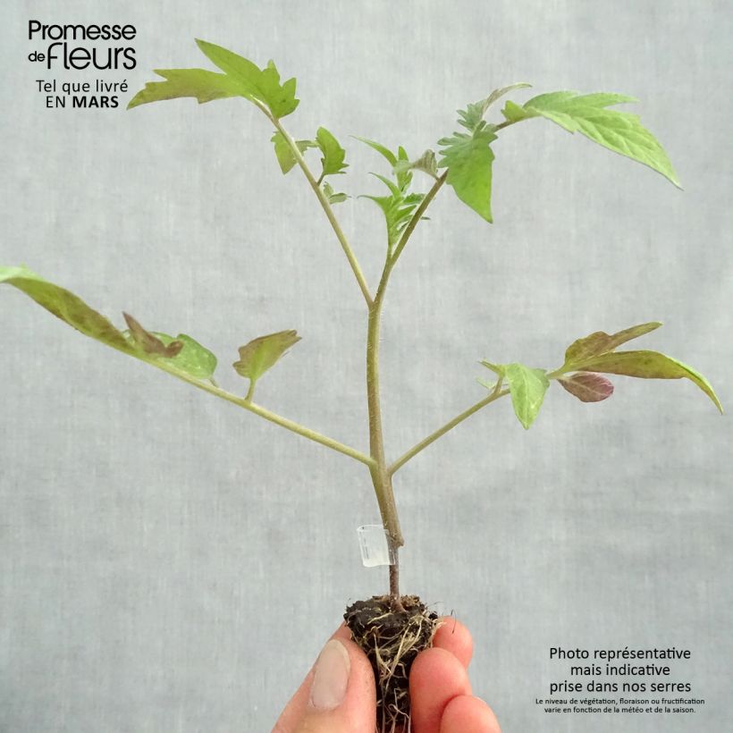 Example of Tomate Buffalo Steak F1 Bio (Veredelte Tomate) Mini-Plug Ø 1,5/2,5 cm as you get in printemps