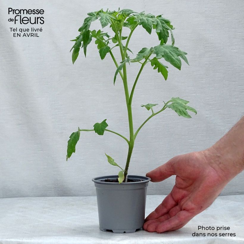Example of Tomate Buffalo Sun Topf 10 cm/11cm as you get in printemps