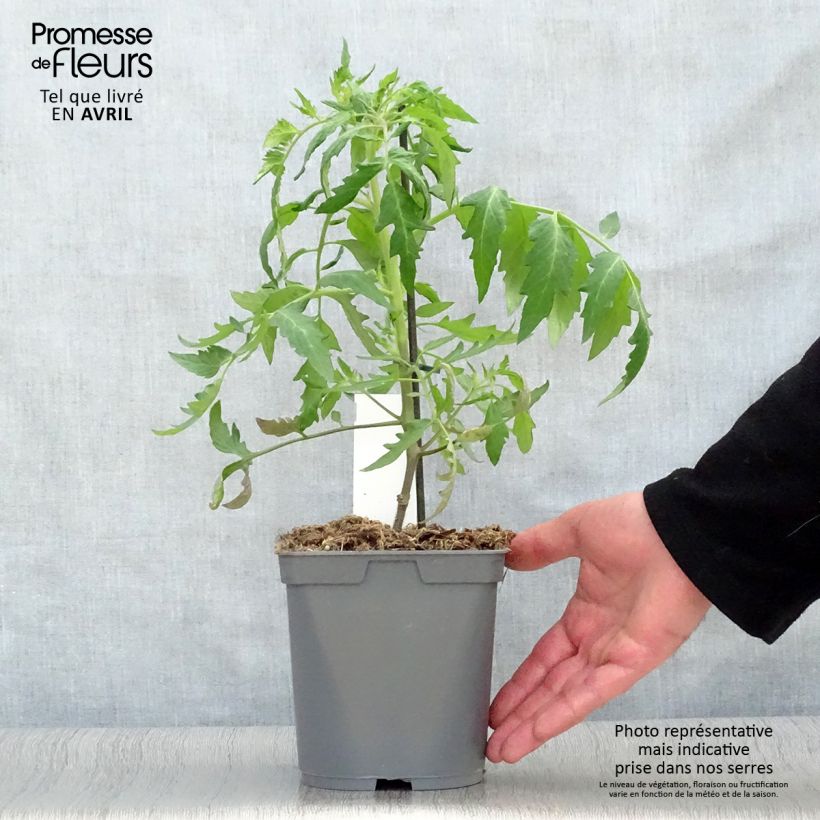 Example of Tomate Cauralina F1 (Veredelte Tomate) Topf mit 2L/3L as you get in printemps