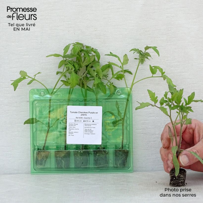 Example of Tomate Cherokee Purple Mini-Plug Ø 3/4 cm as you get in printemps