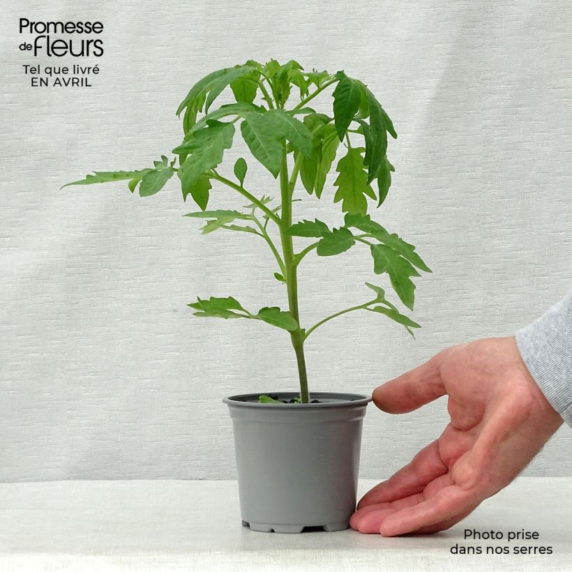 Example of Tomate Cherokee Purple Kleine Töpfe von 8/9 cm as you get in printemps
