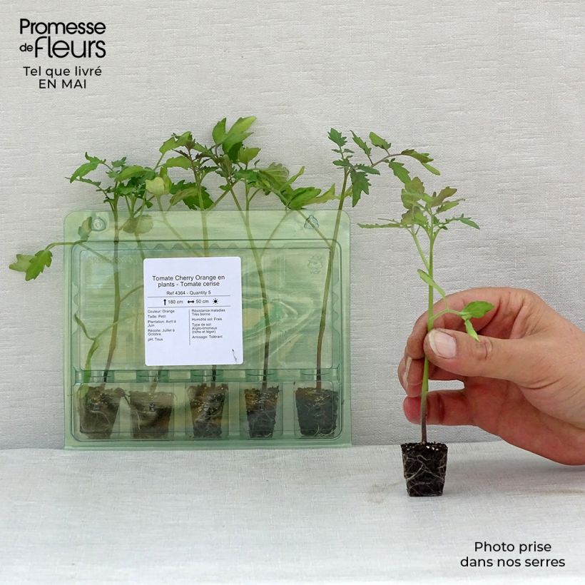 Example of Kirschtomate Cherry Orange Mini-Plug Ø 3/4 cm as you get in printemps