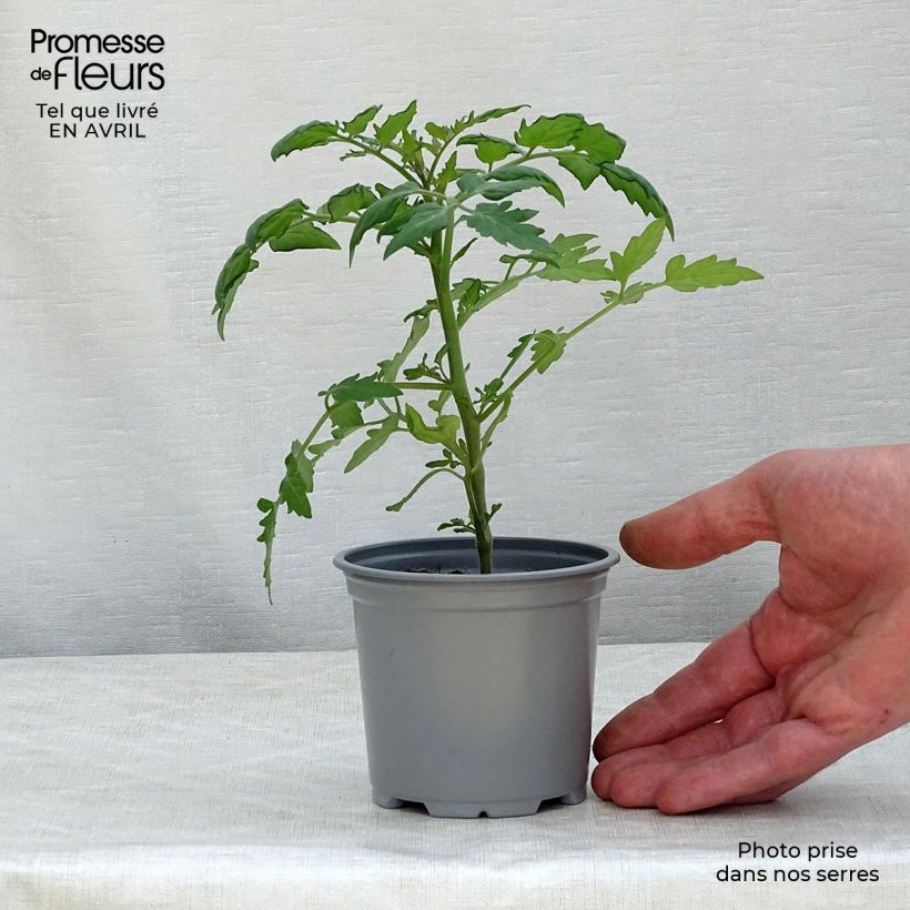 Example of Kirschtomate Cherry Orange Kleine Töpfe von 8/9 cm as you get in printemps