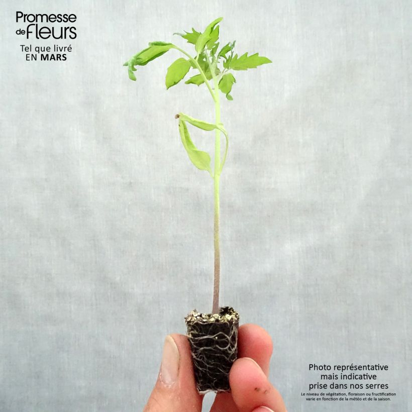 Example of Kirschtomate Cherry Yellow Mini-Plug Ø 3/4 cm as you get in printemps