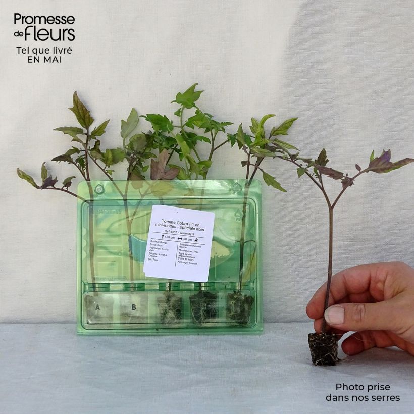 Example of Tomate Cobra F1 Mini-Plug Ø 3/4 cm as you get in printemps