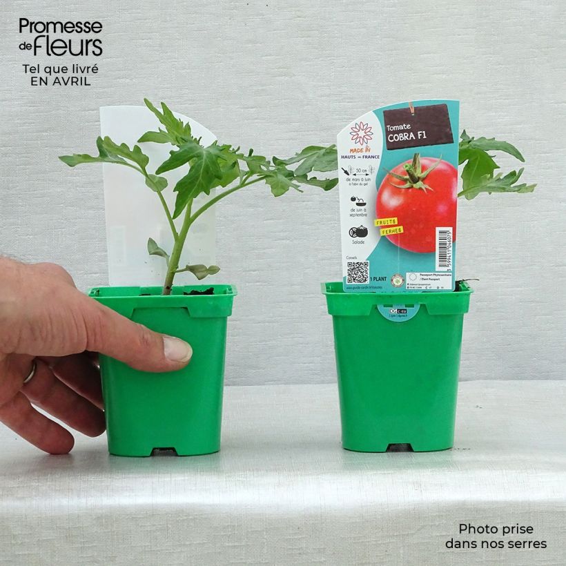 Example of Tomate Cobra F1 Topf 10 cm/11cm as you get in printemps