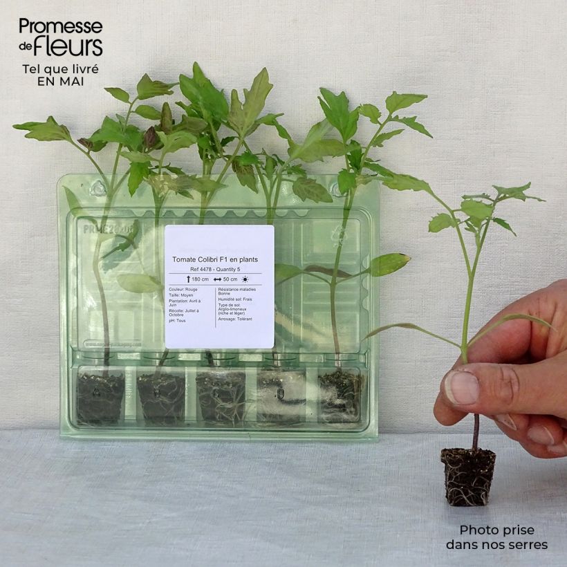 Exemplar von Tomate Colibri F1 Mini-Plug Ø 3/4 cm wie im Frühjahr geliefert