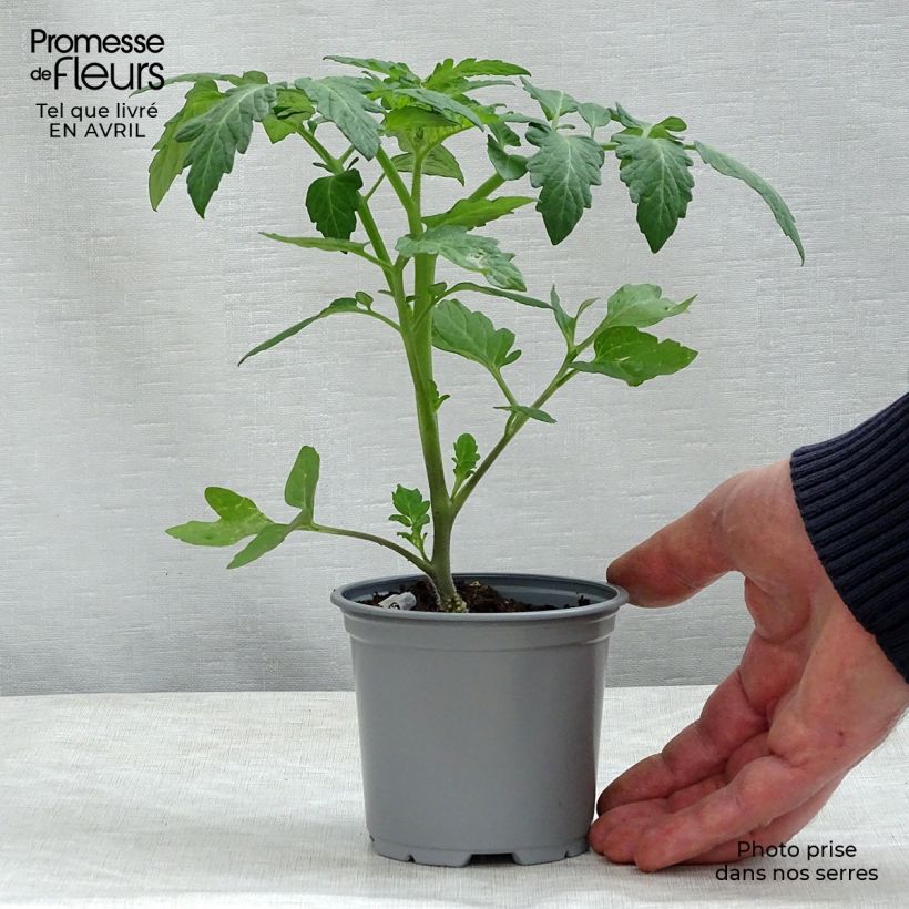 Example of Tomate Cookie F1 (Veredelte Tomate) Kleine Töpfe von 8/9 cm as you get in printemps