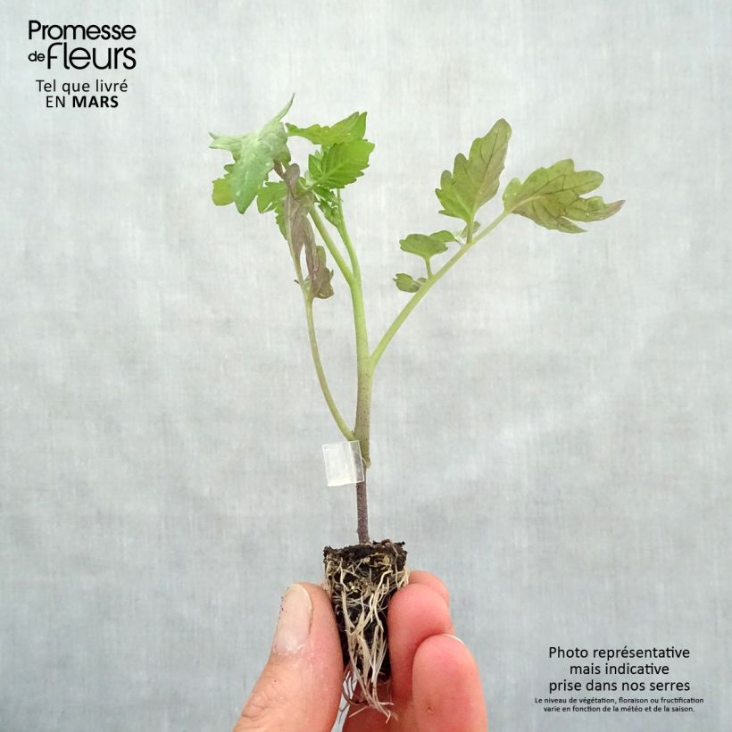 Example of Tomate Cookie F1 Bio (Veredelte Tomate) Mini-Plug Ø 1,5/2,5 cm as you get in printemps