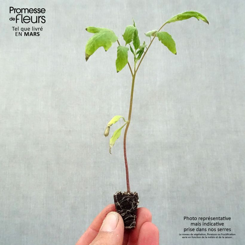 Exemplar von Fleischtomate Andine Cornue Mini-Plug Ø 3/4 cm wie im Frühjahr geliefert