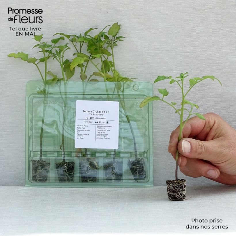 Example of Kirschtomate Crokini F1 (Pflanzen) Mini-Plug Ø 3/4 cm as you get in printemps
