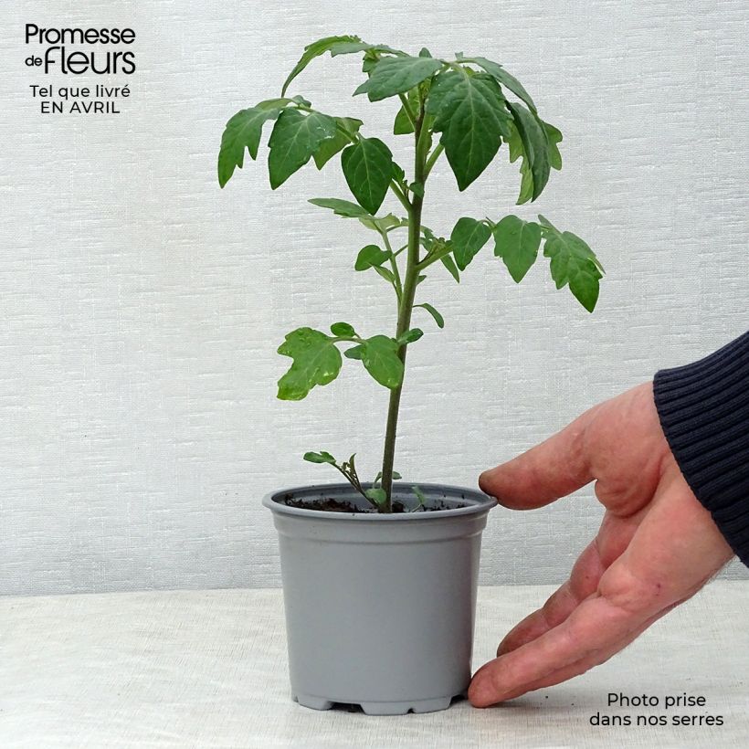 Example of Kirschtomate Crokini F1 (Pflanzen) Topf 10 cm/11cm as you get in printemps