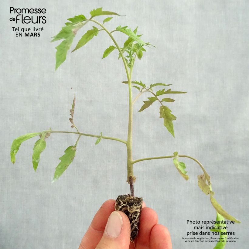 Exemplar von Fleischtomate Cuor di Bue Bio (Veredelte Tomate) Mini-Plug Ø 1,5/2,5 cm wie im Frühjahr geliefert