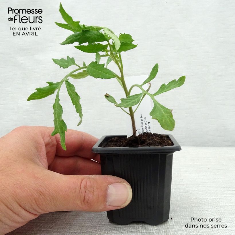 Example of Fleischtomate Cuor di Bue (Pflanzen) Kleine Töpfe von 7/8 cm as you get in printemps