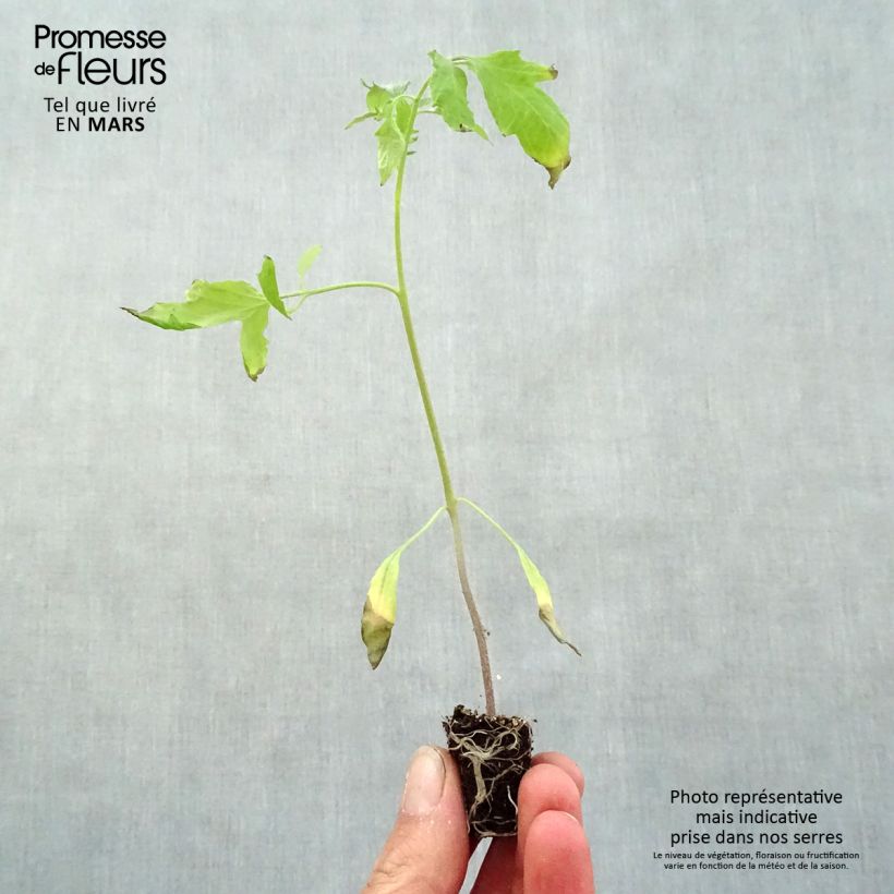 Example of Fleischtomate Cuor di Bue (Pflanzen) Mini-Plug Ø 3/4 cm as you get in printemps