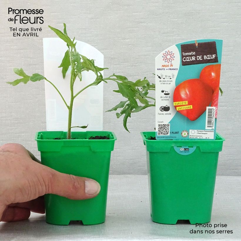 Example of Fleischtomate Cuor di Bue (Pflanzen) Topf 10 cm/11cm as you get in printemps