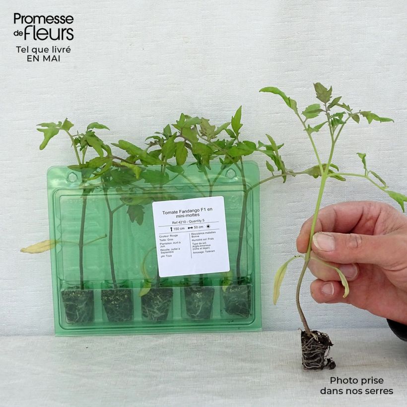 Example of Tomate Fandango F1 Mini-Plug Ø 3/4 cm as you get in printemps