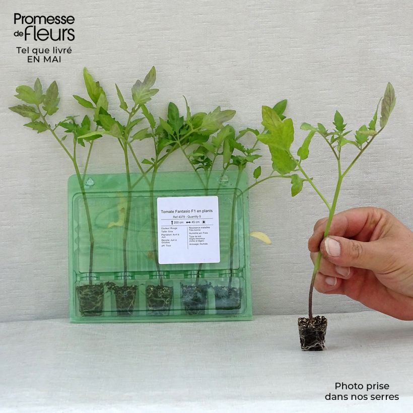 Exemplar von Tomate Fantasio F1 Mini-Plug Ø 1,5/2,5 cm wie im Frühjahr geliefert