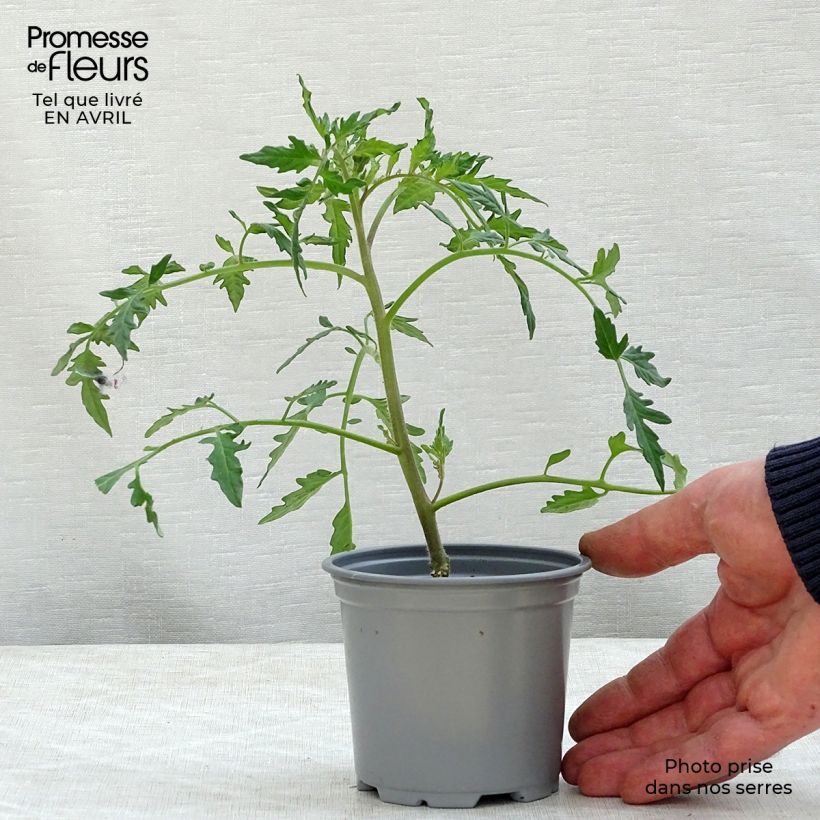 Example of Tomate Fleurette F1 (Veredelte Tomate) Kleine Töpfe von 8/9 cm as you get in printemps