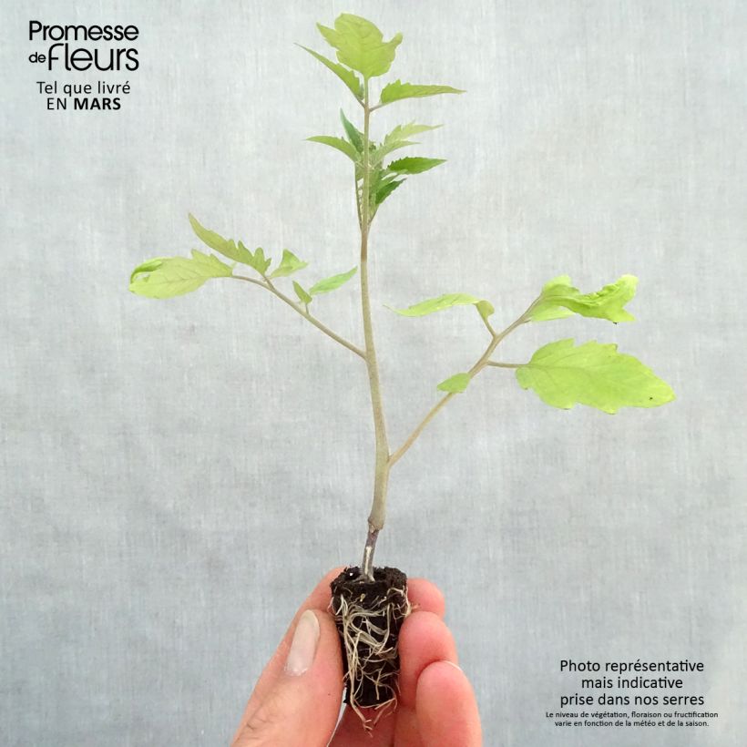 Example of Tomate Fleurette F1 (Veredelte Tomate) Mini-Plug Ø 1,5/2,5 cm as you get in printemps